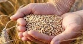 نرخ خرید تضمینی گندم به فوریت اصلاح می‌شود