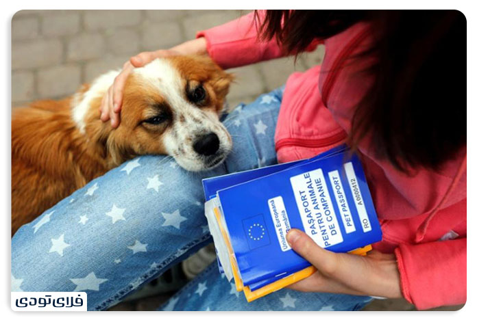 حمل حیوان خانگی با هواپیما نکات و شرایط حمل حیوان خانگی با هواپیما