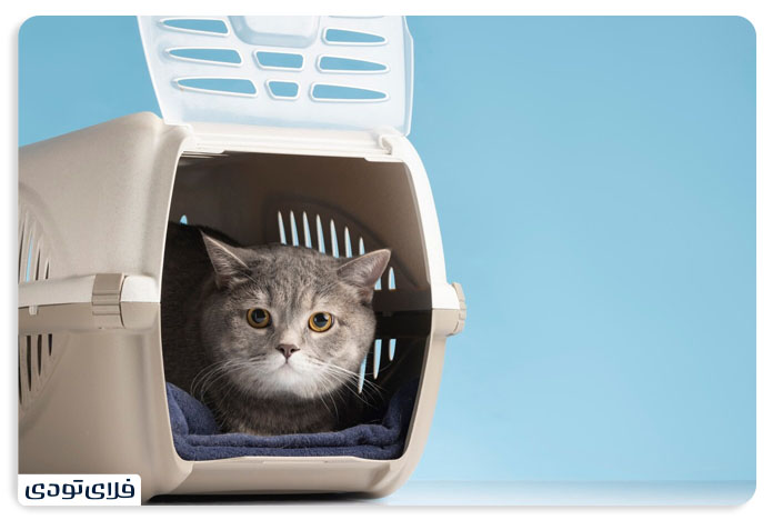 حمل حیوان خانگی با هواپیما حمل حیوان خانگی با هواپیما