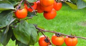 هسته‌ای در کشاورزی ــ 81 |اثر فناوری هسته‌ای در نگهداری «خرمالو»