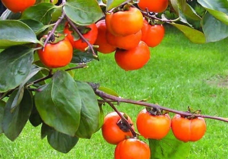 هسته‌ای در کشاورزی ــ 81 |اثر فناوری هسته‌ای در نگهداری «خرمالو»