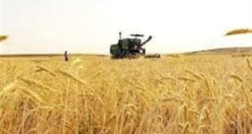 ورود آفت سن گندم به مزارع جنوب کشور