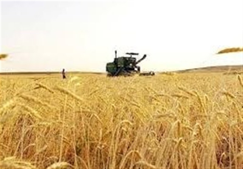 ورود آفت سن گندم به مزارع جنوب کشور