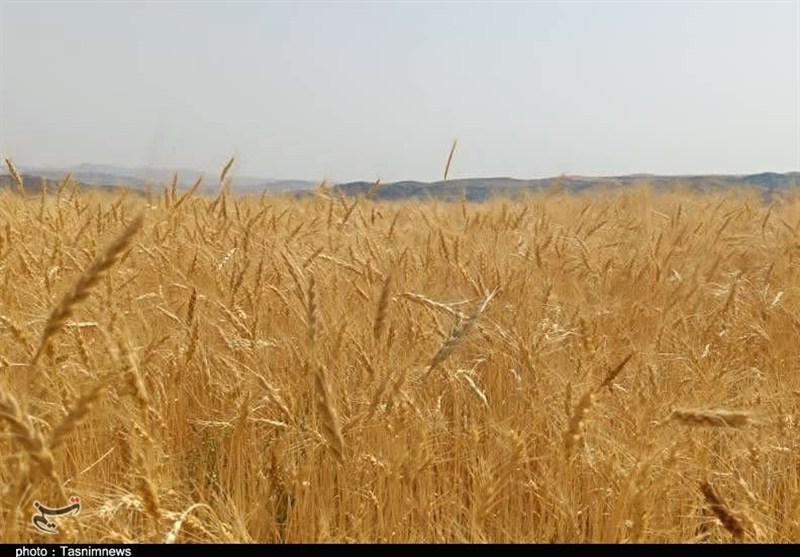 پیشنهاد گندم 52هزارتومانی به دولت