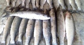 کفال با سهم 70 درصدی، گونه غالب صید در خزر شد