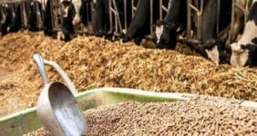 یک سوال از دولت| افزایش تولید نهاده‌ دام چاره ندارد؟