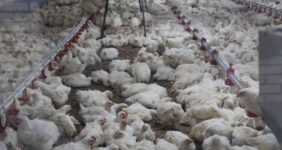 تداوم چرخش زنجیره تامین صنعت دام و طیور