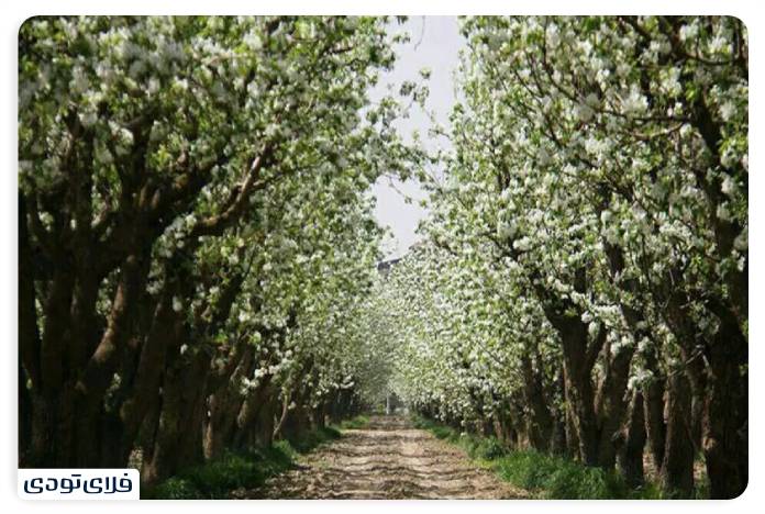 جاهای دیدنی استان البرز جاهای دیدنی البرز | استانی با جاذبه های تاریخی و طبیعی
