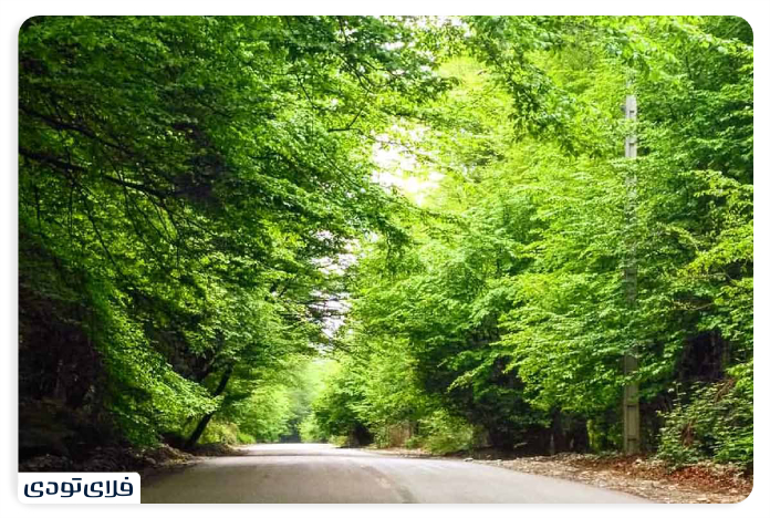 جنگل جهان مورا از جاهای دیدنی بندرگز