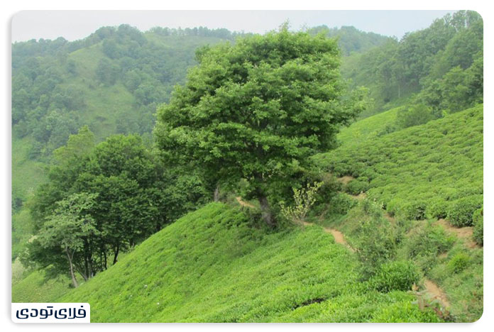 جاهای دیدنی قائمشهر معروف ترین جاهای دیدنی قائمشهر