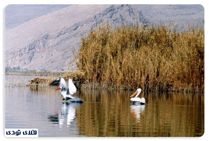 جاهای دیدنی مهاباد دریاچه قوپی باباعلی مامن امن پرندگان مهاجر