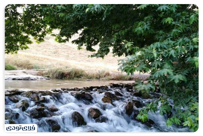 چنارهای روستای کنگاور کهنه
