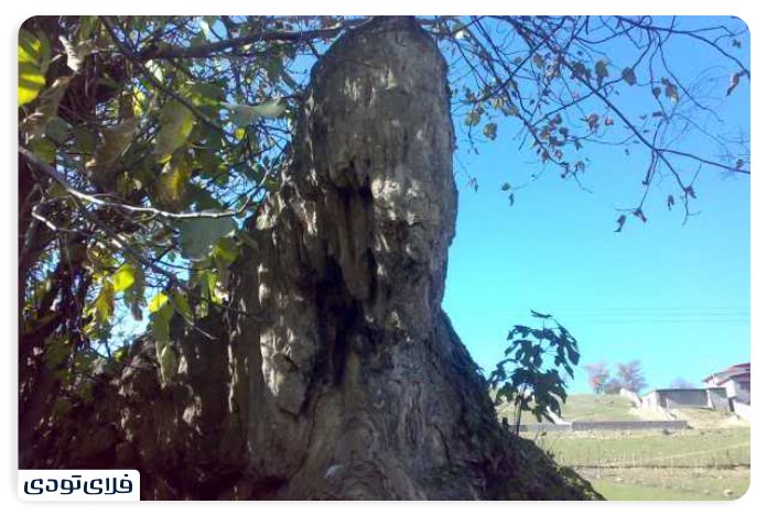 جاهای دیدنی چمستان جاهای دیدنی چمستان | شهری در مجاورت نور و آمل
