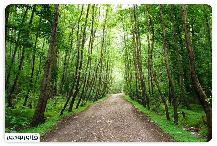 جاهای دیدنی چمستان جاهای دیدنی چمستان | شهری در مجاورت نور و آمل