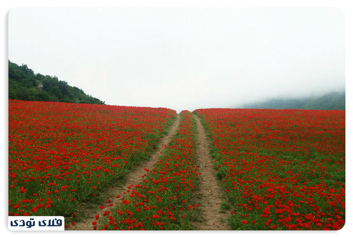 جاهای دیدنی گلستان دشت شقایق از جاهای دیدنی استان گلستان