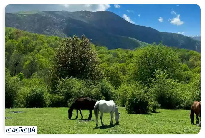 جنگل الیمستان