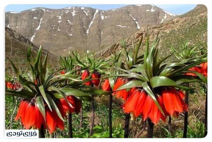 سفر به لرستان راهنمای سفر به لرستان | عروس غرب ایران