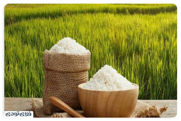 سفر به گیلان راهنمای سفر به گیلان | سرسبزترین استان ایران