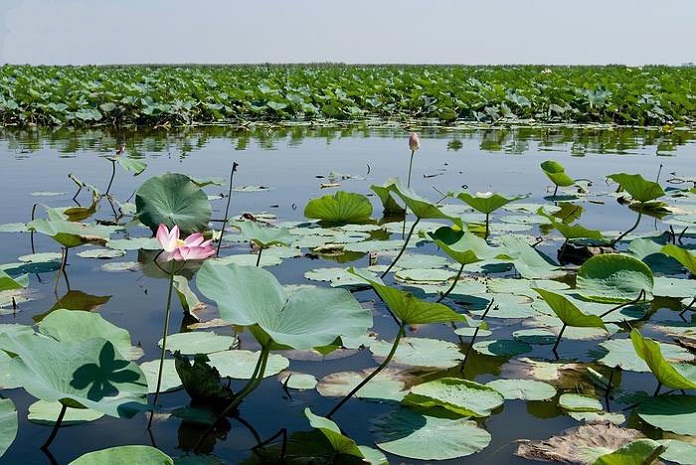 سراب نیلوفر آبی