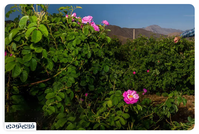 سفر به کاشان قمصر کاشان