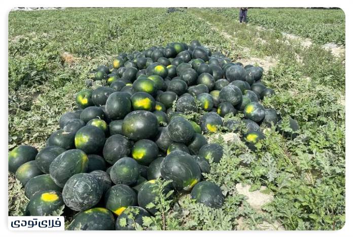 کویر مرنجاب سفر به کویر مرنجاب | کویرنوردی زیر آسمان پرستاره