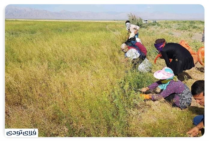 مرودشت کجاست مرودشت کجاست؟ | یادگار شکوه ایران باستان