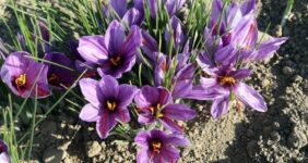 معاملات گواهیهای سپرده زعفران به 32 میلیارد تومان رسید معاملات گواهیهای سپرده زعفران به 32 میلیارد تومان رسید