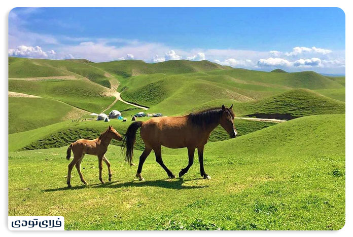 همه چیز درباره ترکمن صحرا | دشت افسانه‌ای ایران