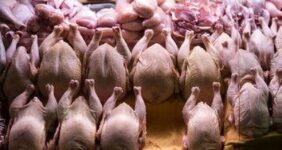 کشور همسایه به داد بازار مرغ ایران رسید