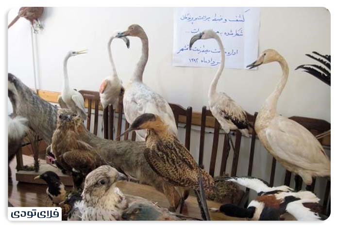 باغ پرندگان اصفهان بخش تاکسیدرمی باغ پرندگان اصفهان