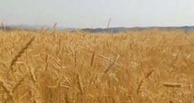 رکوردشکنی قیمت جهانی گندم درپی جنگ آمریکا علیه ایران