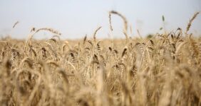 طرح اعتباری گندم برای کاهش فشار مالی گندمکاران اجرا شد