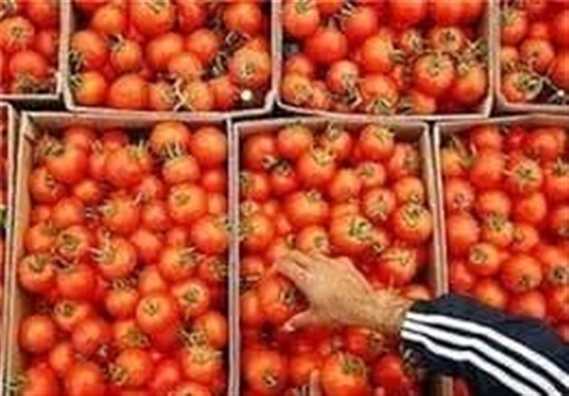 لزوم توقف صادرات برای متعادل شدن بازار گوجه فرنگی