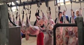 آغاز عرضه و ذبح بهداشتی عید قربان از ساعت 6 صبح فردا