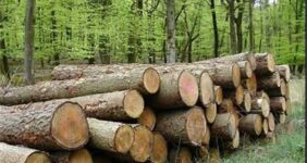 تخصیص پساب برای زراعت چوب در مناطق مستعد