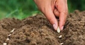 سالانه 100 میلیون دلار پای بذرهای وارداتی ریخته می‌شود