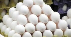 قیمت تخممرغ دوباره گران شد / اعلام نرخ جدید هر شانه در بنکداریها قیمت تخممرغ دوباره گران شد / اعلام نرخ جدید هر شانه در بنکداریها