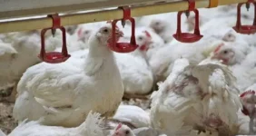 گذار ناقص به بازار آزاد؛ ریشه بحران نقدینگی و تلاطم در صنعت طیور گذار ناقص به بازار آزاد؛ ریشه بحران نقدینگی و تلاطم در صنعت طیور