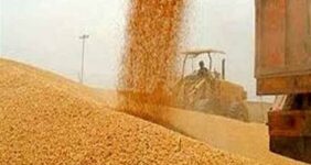 10 درصد مطالبات گندمکاران پرداخت شد