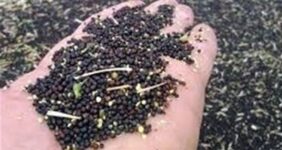 98 درصد بذر مورد نیاز کشور در داخل تولید می شود