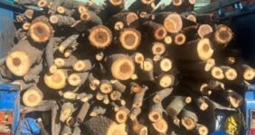 خودکفایی در تامین چوب از خروج 1.5 میلیارد دلار جلوگیری می‌کند