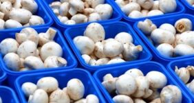 قیمت قارچ در جنگ اخیر کاهش یافت
