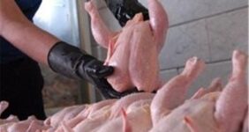 صادرات گوشت مرغ مجاز مشروط شد