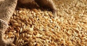 نرخ مصوب گندم صنف و صنعت 53 هزار تومان تعیین شد