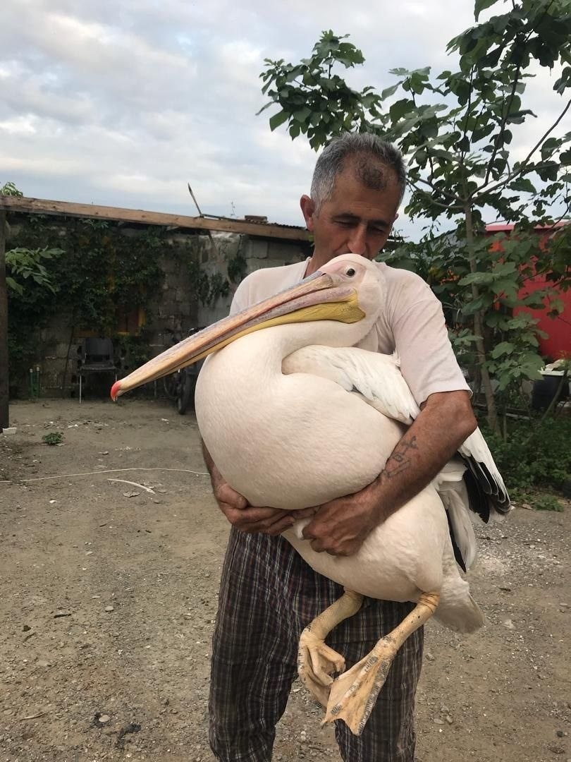 همزیستی پلیکان و صیاد مستند شد