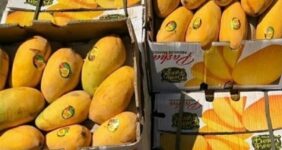 آغاز ثبت سفارش واردات انبه و چای