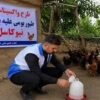طیور بومی استان تهران علیه نیوکاسل رایگان واکسینه شدند