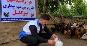 طیور بومی استان تهران علیه نیوکاسل رایگان واکسینه شدند