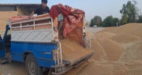 ورود دلالان با پول نقد به بازار گندم با قیمت 38 تا 44 هزار تومان