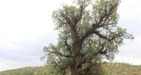ثبت چنار ۱۷۰۰ ساله در شهر خامنه